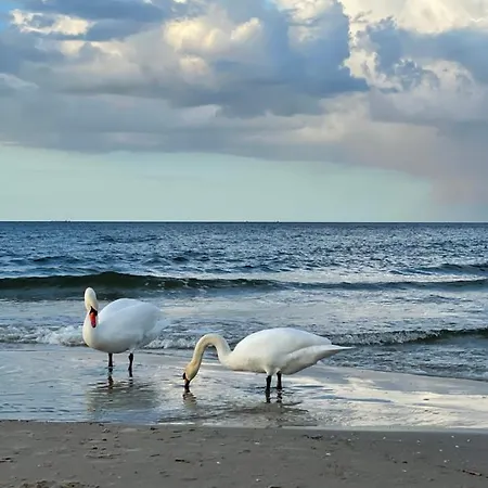 Kleine Fewo In Heringsdorf Auf Der Insel Usedom Exterior photo