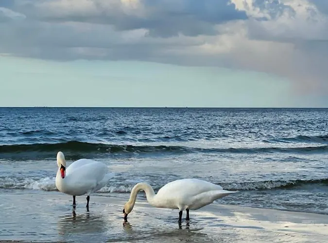 Kleine Fewo In Heringsdorf Auf Der Insel Usedom